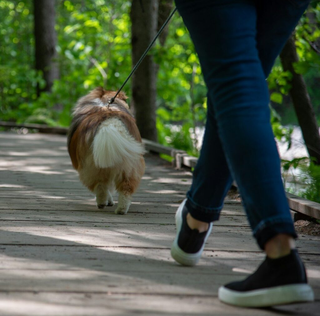 a person walking a small dog on a leash