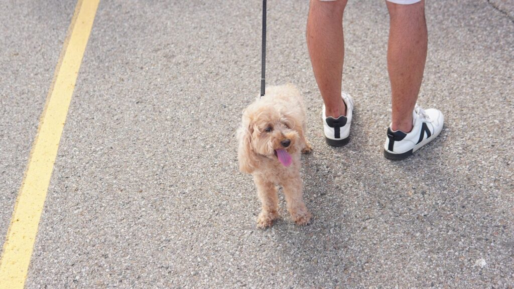 A person walks a small fluffy dog on a leash.